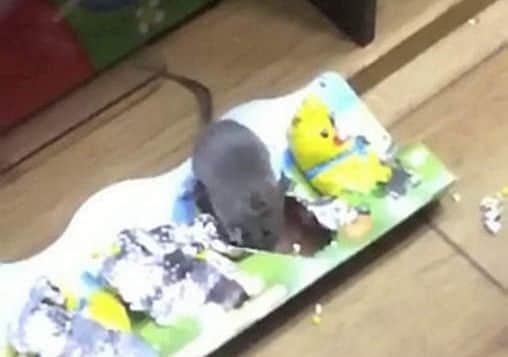 This cheeky mouse starts its Easter celebrations early and tucks into the chocolate display of an Oxford Street bookshop. See SWNS story SWMOUSE; The little grey rodent sneaked out while the huge Waterstones was closed and helped itself in the front window. It was spotted by a bus driver on her way to work at 5.30 on Saturday morning. She said: "First I thought it was a toy - but then it moved. The shop was closed and so there was nobody there to report it to."  Waterstones Oxford Street Plaza have been approached for comment.
