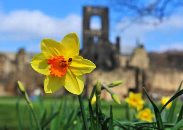 2015: Daffodils in full bloom on Easter Sunday in the grounds of Kirkstall Abbey. PIC: Tony Johnson