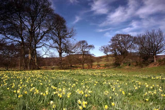 Daffodils at Farndale