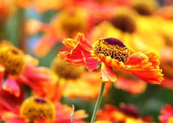 HOT STUFF: Heleniums are one of the most vivid flowers of summer.