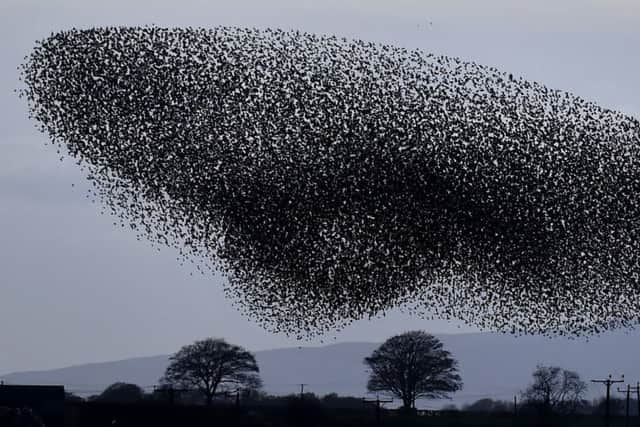 Tens of thousands of starlings start their murmuration. PIC: PA