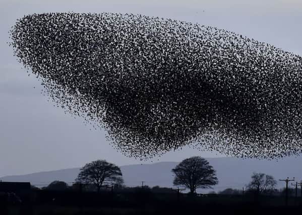 Tens of thousands of starlings start their murmuration. PIC: PA