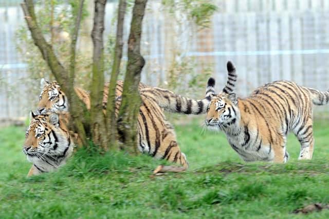 Rare Amur tigers Hector,Harley and Hope enjoy their first birthday at Yorkshire Wildlife Park. Pictures: Scott Merrylees