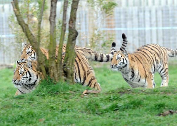 Rare Amur tigers Hector,Harley and Hope enjoy their first birthday at Yorkshire Wildlife Park. Pictures: Scott Merrylees