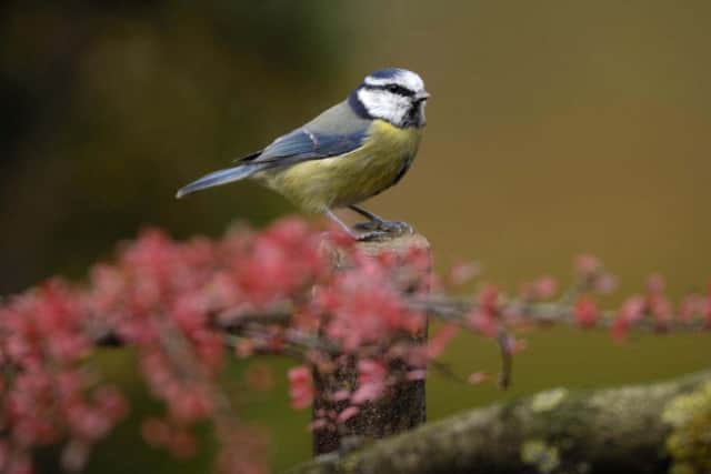 A blue tit, or parus caeruleus, perched on a post in a garden.  Pic: Ray Kennedy (rspb-images.com)