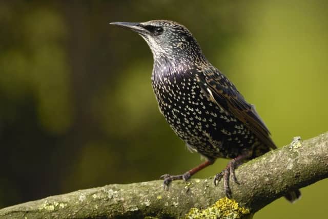A starling which - despite being the second most commonly recorded bird - saw another fall this year, bringing their reduction in numbers to more than 80% since the Big Garden Birdwatch survey began in 1979.  Pic: Ray Kennedy/RSPB/PA Wire.