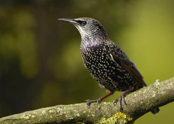 A starling which - despite being the second most commonly recorded bird - saw another fall this year, bringing their reduction in numbers to more than 80% since the Big Garden Birdwatch survey began in 1979.  Pic: Ray Kennedy/RSPB/PA Wire.