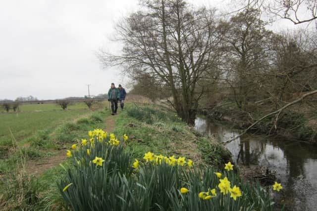 The daffodil-strewn path by the Crimple Beck.