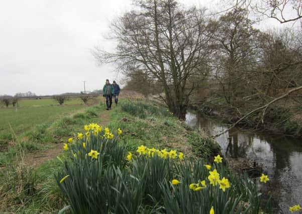 The daffodil-strewn path by the Crimple Beck.