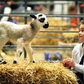 Six-year-old Alice Gawthorpe meets a lamb at Springtime Live at the Great Yorkshire Showground, Harrogate.   Pictures: Jonathan Gawthorpe