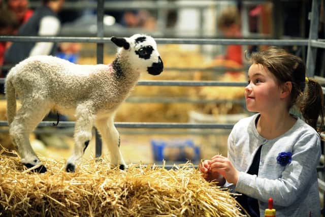 Six-year-old Alice Gawthorpe meets a lamb at Springtime Live at the Great Yorkshire Showground, Harrogate. Pictures: Jonathan Gawthorpe