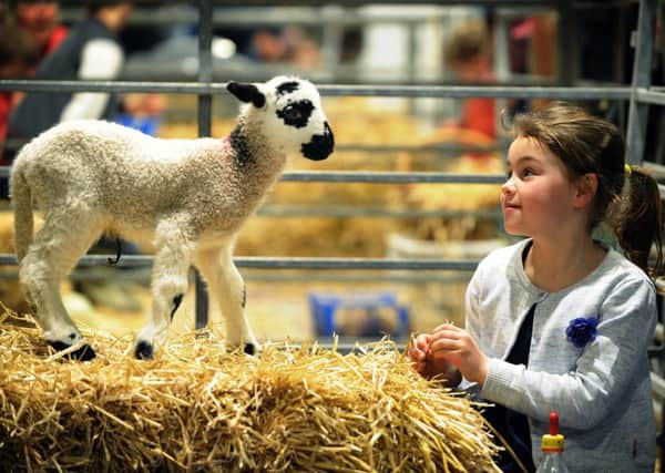 Six-year-old Alice Gawthorpe meets a lamb at Springtime Live at the Great Yorkshire Showground, Harrogate.   Pictures: Jonathan Gawthorpe