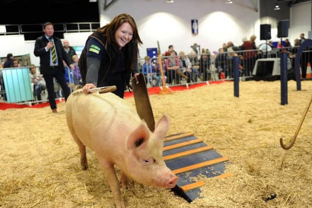 Entrants take part in the 'One man and his pig' course.