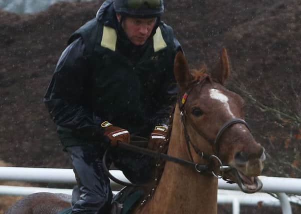 Annie Power on the gallops.