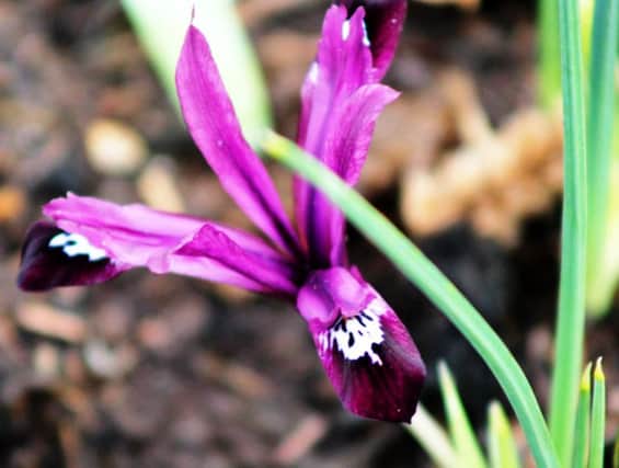 Midget Gem: The delightful spring iris Purple Gem is a deep plum purple shade.