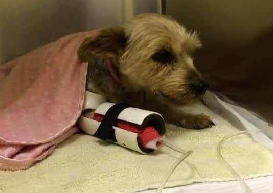 The vet who treated Molly has drawn a strong correlation between Mollys ilness and the treats