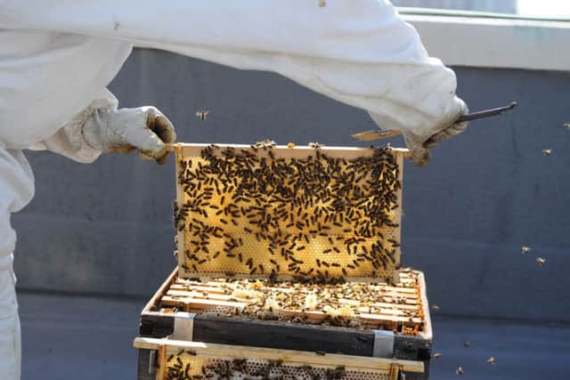 11 July 2013.....  Beekeeper Chris Barlow with the two hives on the rooftop at The Queens hotel in Leeds city centre