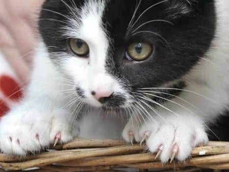 Cats and dogs are more popular than boyfriends and girlfriends among pet owners