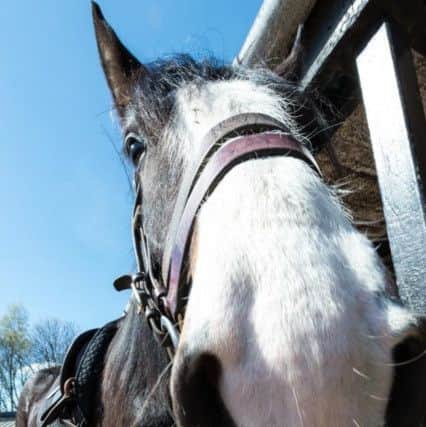 The Shire-cross horse that police are asking the public to name