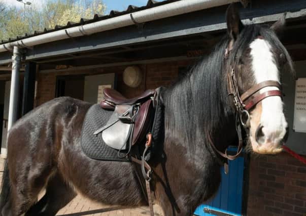 West Yorkshire Police want the public to name the new member of the mounted section.