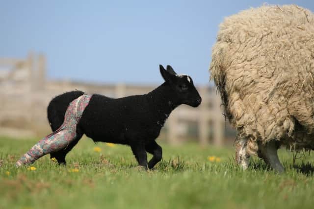 Laurus, a two week old lamb, has been given a leg cast after its mother accidentally broke it whilst grazing. Picture: Ross Parry Agency