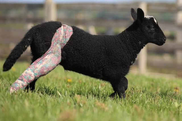 Laurus, a two week old lamb, has been given a leg cast after its mother accidentally broke it whilst grazing. Picture: Ross Parry Agency