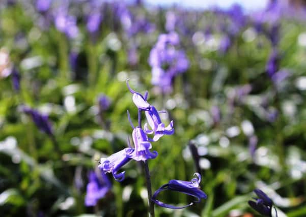 BLUE HEAVEN: Bluebells are seen at their best in an English woodland.