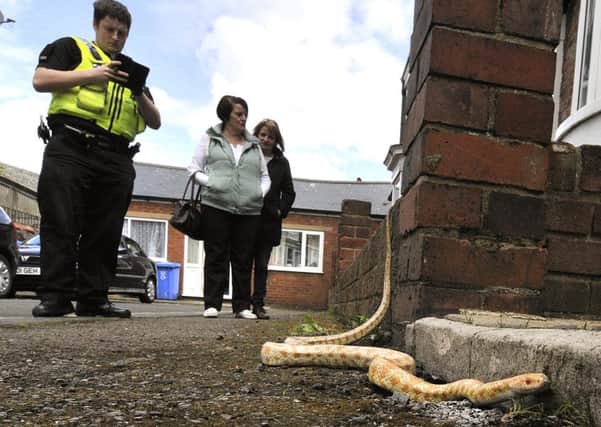 A snake on the loose in Aberdeen Street Scarborough. Police arrive to assess the situation. pic Richard Ponter 162120a