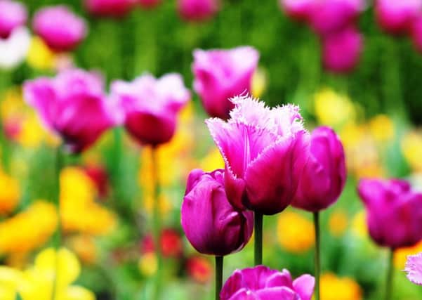 TULIP TIME: Very fashionable of late are the fringed tulips.