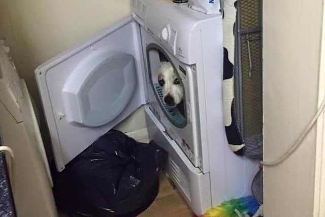 Claire Ewers' dog Jess shelters in a washing machine after becoming frightened by the sound of fireworks nearby. Photo: RSPCA