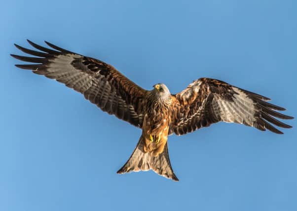 From: David 
Date: 8 June 2016 at 18:27
Subject: Pic of the day
To: picture.desk@ypn.co.uk


Red Kite at Muddy Boots Cafe Harewood

David