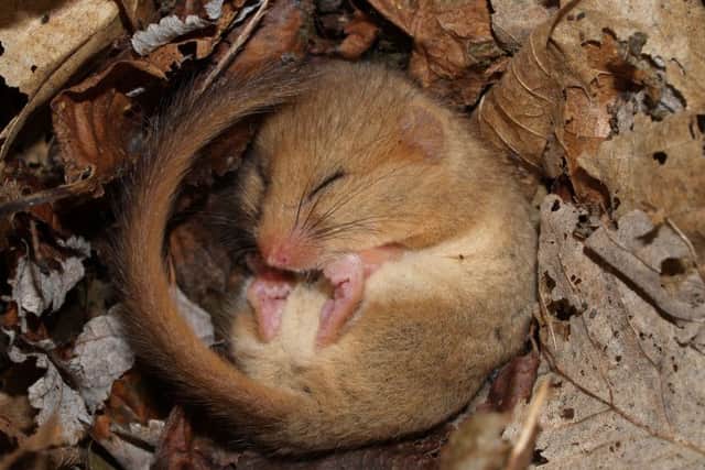 l