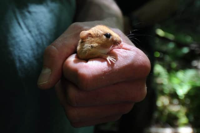 Dormouse officer Ian White with one of the hazel dormice which have been released back into Yorkshire. Picture by Simon Hulme
