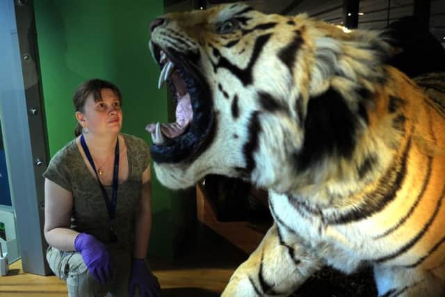 The 170 year old  Leeds Tiger is returned back to the Leeds City Museum.