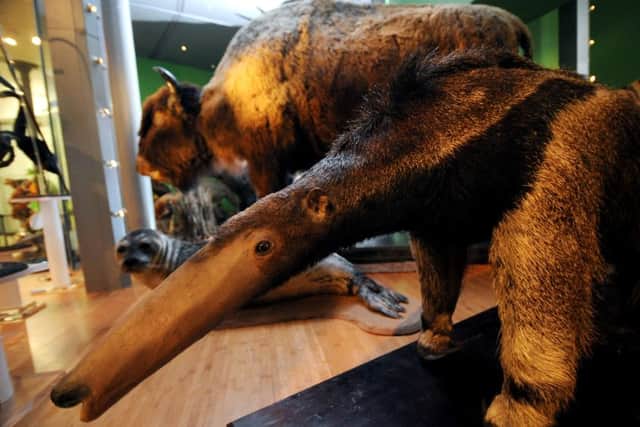 A giant Ant Eater and Buffalo are pictured part of the collection.