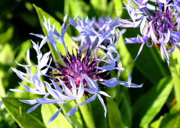 WILD THING: Cornflowers have become garden favourites.