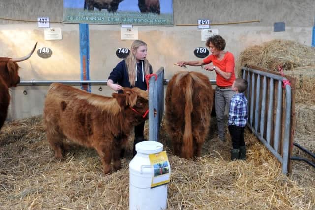 Early preparations for showing at the Great Yorkshire Show in Harrogate. Picture: Tony Johnson.