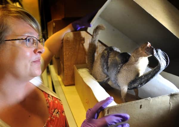 Gemma Pollard, site development officer for Leeds Museum Discovery Centre opens a box containing a stuffed Mongoose and Cobra  in a fighting pose , that has have been seized from smugglers  by HM Customs  being stored at the Leeds Discovery Centre.
