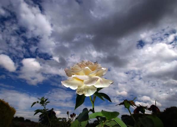 A single white rose is pictured at Temple Newsam Rose garden. (Pic is for Yorkshire Day)31st July 2006
