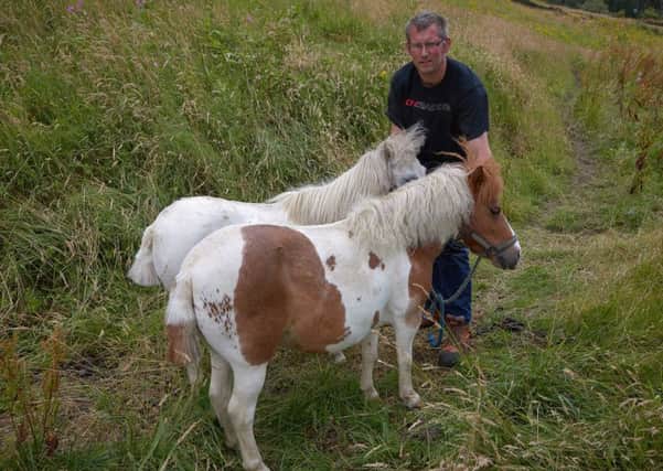 Darren Cole with his Shetland Ponies Tinkerbell and Twinkle whos tails have been stolen.