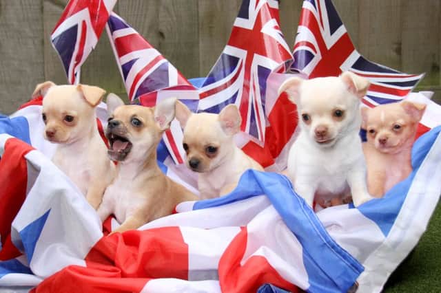 These rescued Chihuahuas have been named after Yorkshire's olympic hopefuls - triathletes Alistair and Jonny Brownlee, boxer Nicola Adams, diver Alicia Blagg and gymnast Nile Wilson. Picture: Ross Parry Agency