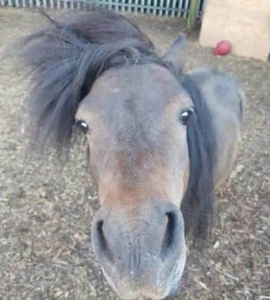 Mocha the Shetland pony.
