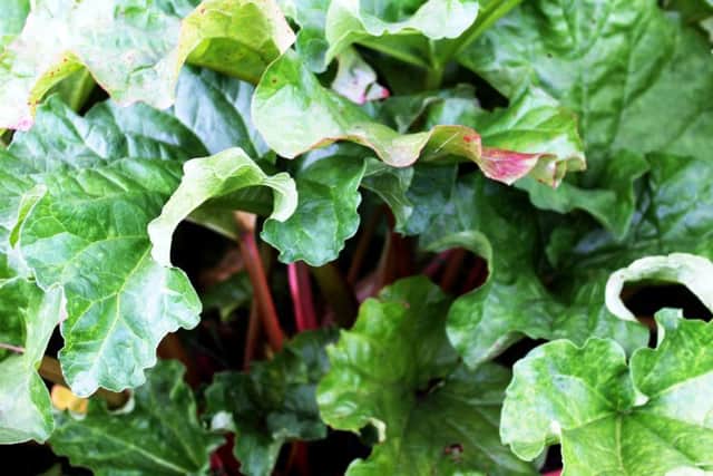 MATCH STICKS: Rhubarb crowns are best planted in the spring or autumn.