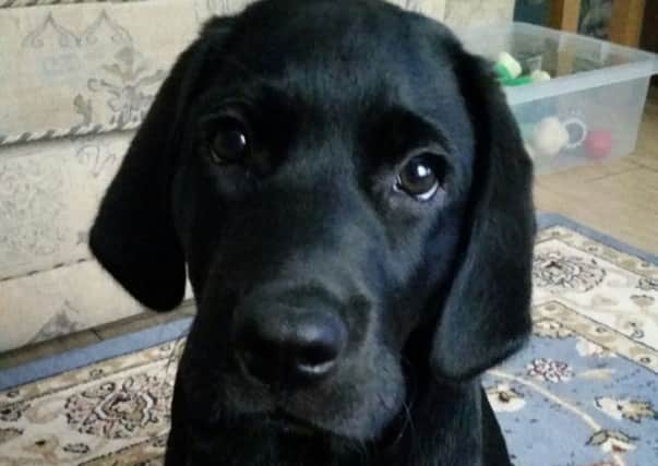 TRAINING: Frank, the guide dog puppy.
