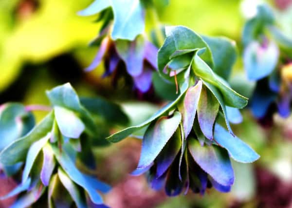 TREND-SETTER: Honeywort is an unusual but stunning hardy annual.