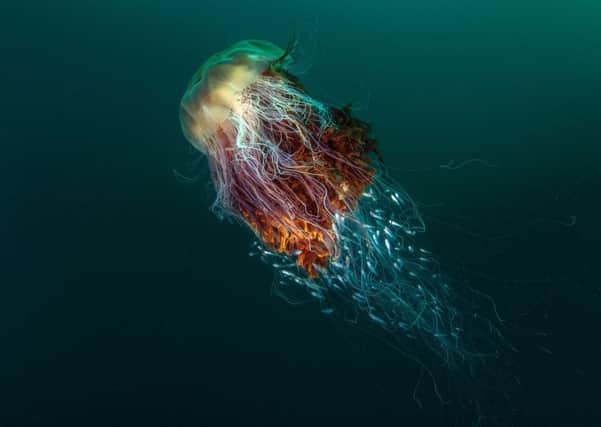 Photo issued by the British Wildlife Photography Awards of 'Hitchhikers' (a Lion's mane jellyfish) taken by George Stoyle, the winning photograph in the Coast and Marine category and BWPA 2016 overall winner.