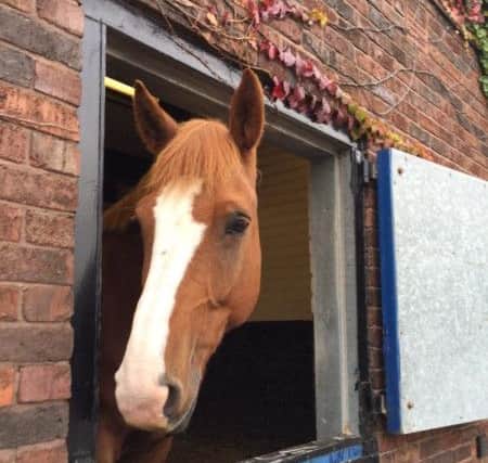 Fimber, the West Yorkshire Police horse who died last year