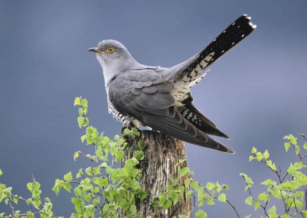 Cuckoo numbers have fallen across the UK. Experts hope tagging some of the birds will help them work out how to arrest their decline.