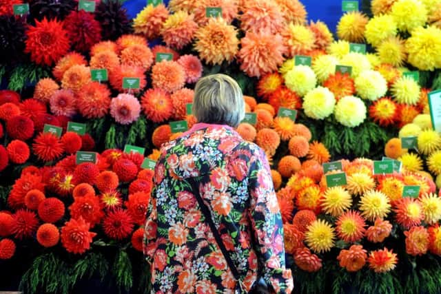 A visitor looks at the chrysanthemums on display at the Harrogate Autumn Flower Show at the Great Yorkshire Showground.  Pictures: Tony Johnson.
