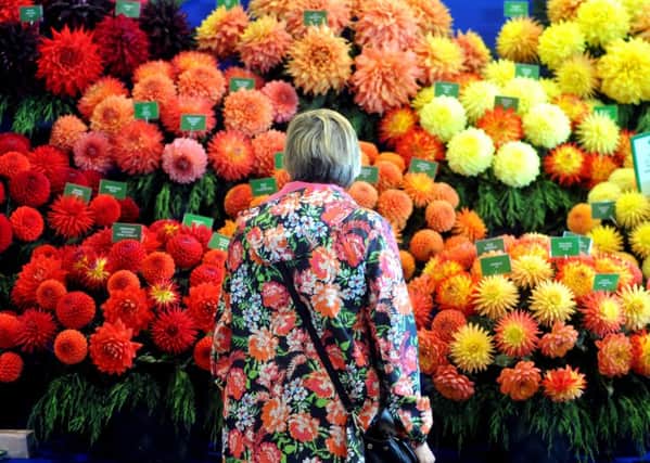 A visitor looks at the chrysanthemums on display at the Harrogate Autumn Flower Show at the Great Yorkshire Showground.  Pictures: Tony Johnson.